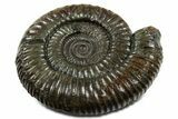 Jurassic Ammonite (Dactylioceras) Fossil - England #351149-1